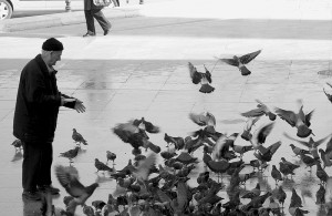 man-pigeon-feeding